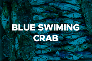 BLUE SWIMING CRAB-2