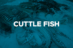 CUTTLEFISH2