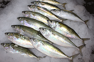 INDIAN MACKEREL1