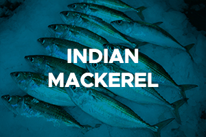 INDIAN MACKEREL2