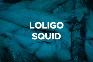 LOLIGO SQUID2