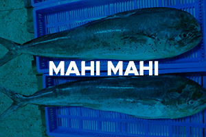 MAHI MAHI2