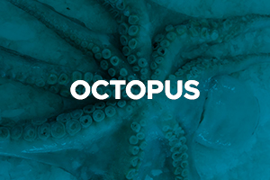 OCTOPUS2