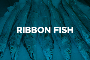 RIBBON FISH2