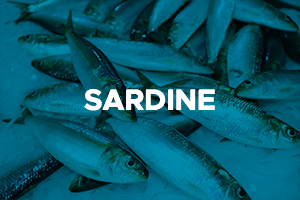 SARDINE2