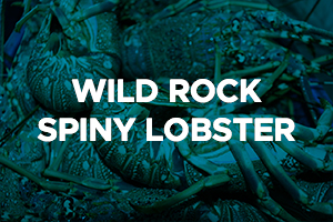 WILD ROCK SPINY LOBSTER2