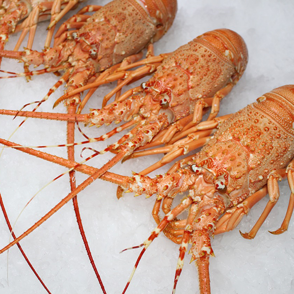 Wild Rock Spiny Lobster - Pearl Fisheries and Foods